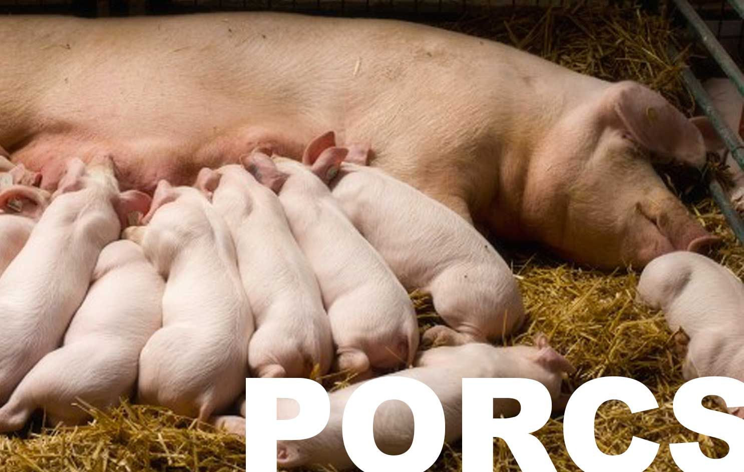 élevage porcin 
