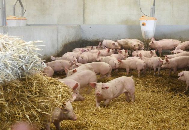 Vue des cochons dans leur porcherie sur paille